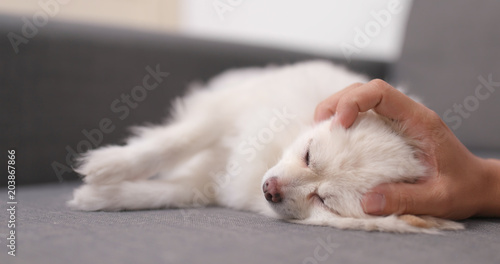 Pomeranian dog sleeping on sofa with pet owner touch on its head