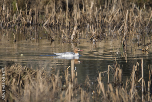 A Scaly-sided merganser at a pond in Stockholm