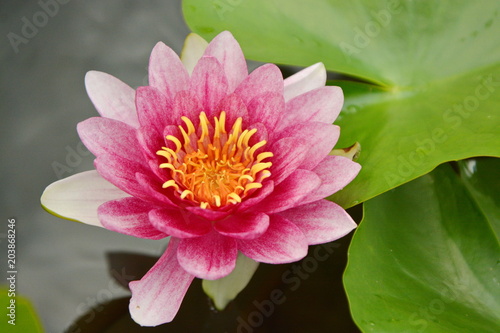 The lotus in the flower bloom is very beautiful.