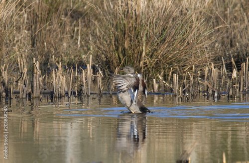 Photography Gadwall in a ond in stockholm