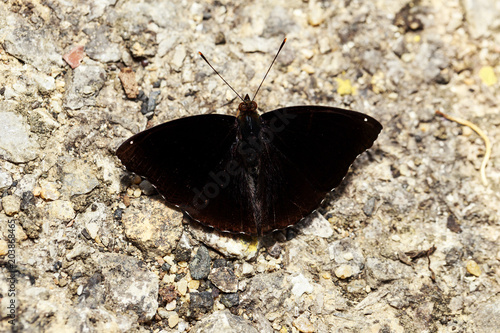 Male of Siamese Black Prince butterfly ( Rohana parisatis ) sucking food from ground