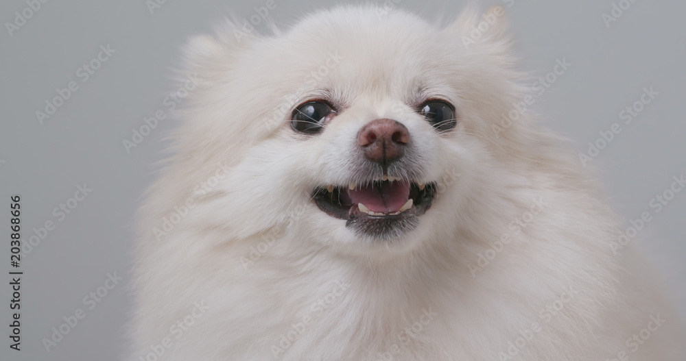 Fototapeta premium Angry white Pomeranian dog