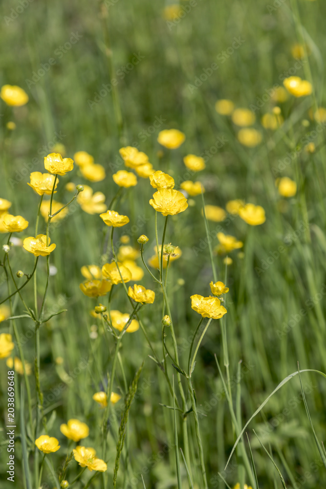 Yellow buttercup flowers blooming on mountain, crowfoot, ranunculus