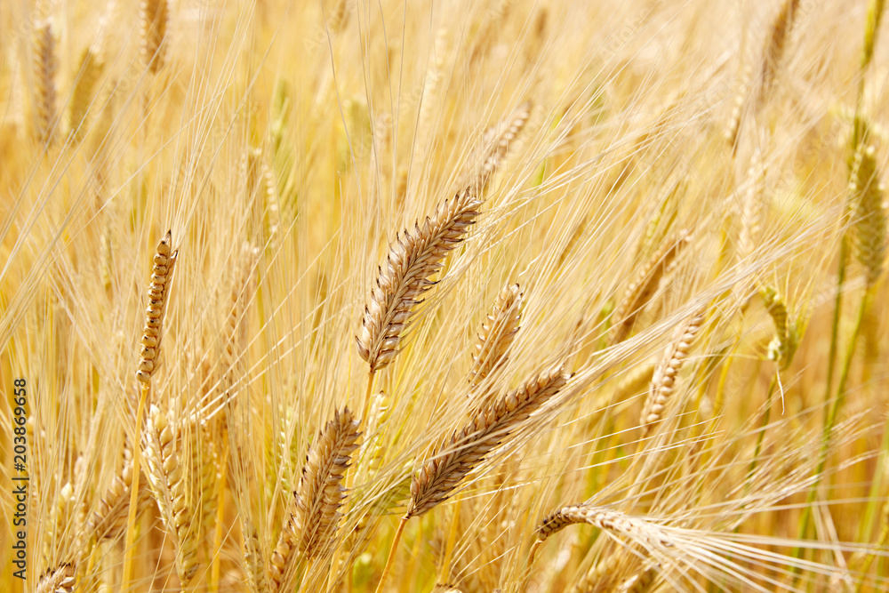 Field barley in period harvest Field barley in period harvest