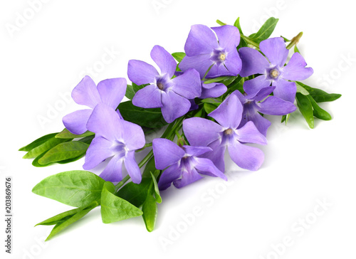 Bouquet of blue periwinkle with green leaves isolated on white background. Vinca minor