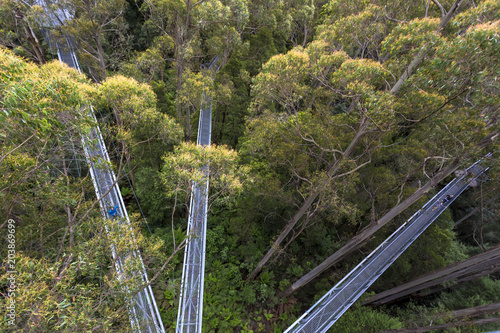 Canvas Print Otway Fly Treetop Adventures treetop walk Melbourne Australia Great Ocean Road