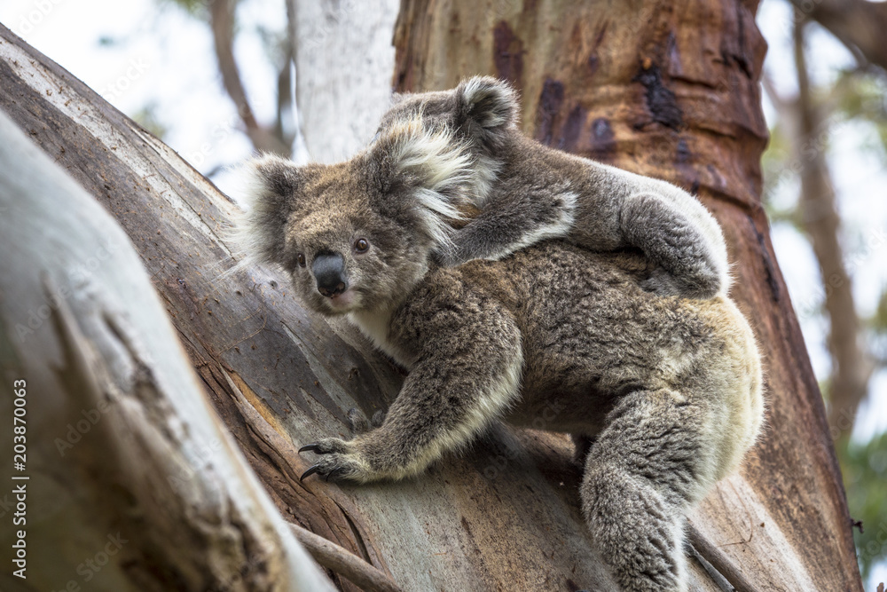 Fototapeta premium Wild koala seen along the way to Cape Otway Lightstation Melbourne Australia Great Ocean Road