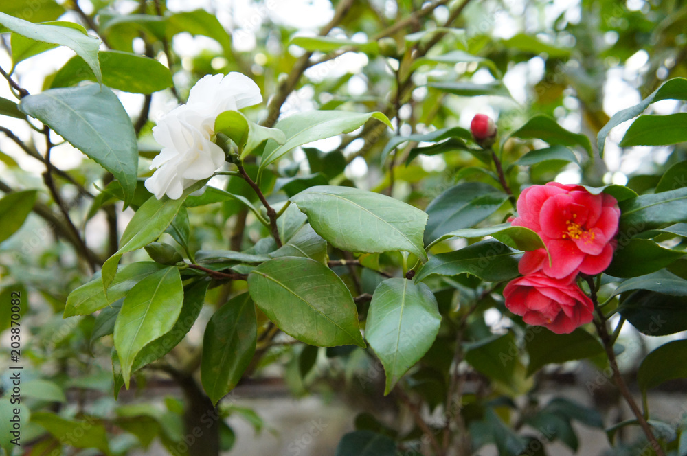 Camellia japonica red and white flowers