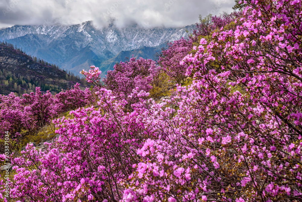 rhododendron mountains spring sakura siberian rhododendron mountains spring sakura siberian