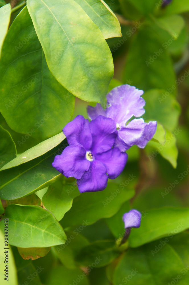 Brunfelsia latifolia purple flowers with green foliage vertical Brunfelsia latifolia purple flowers with green foliage vertical