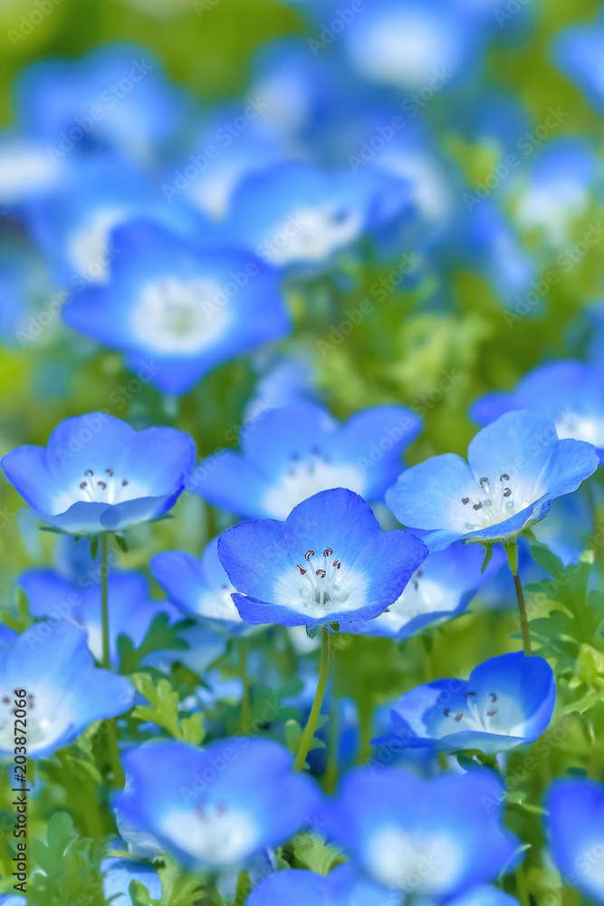 Nemophila/ネモフィラの花
