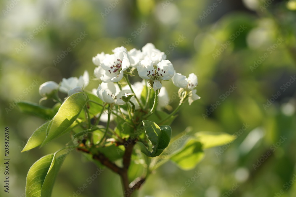 Fototapeta premium White pear tree flowers