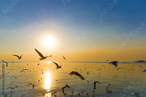 Wallpaper Mural Migratory Seagulls birds flying during sunset on the beach at Bangpu, Samutprakarn Thailand Torontodigital.ca