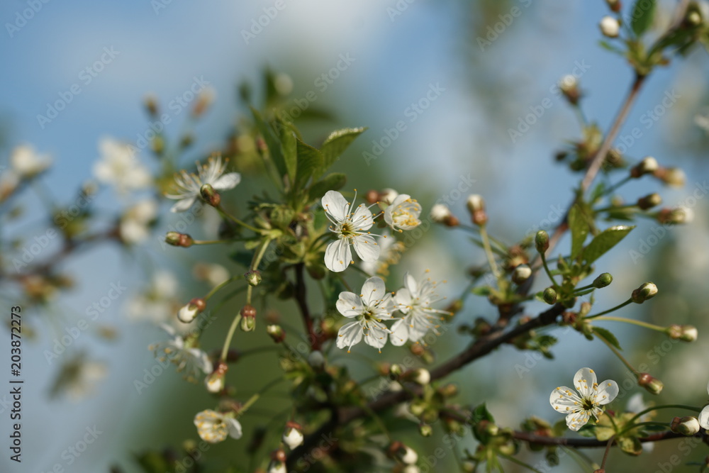 White flowers of a cherry tree White flowers of a cherry tree