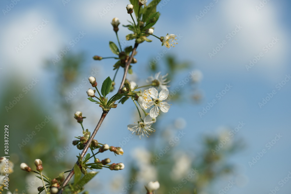 White flowers of a cherry tree White flowers of a cherry tree