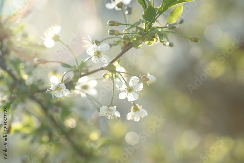 White flowers of a cherry tree