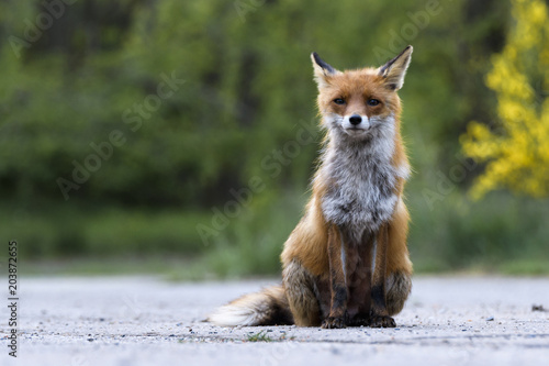 Ein weiblicher Fuchs , Fähe , sitzt auf der Strasse  © Ronald Rampsch