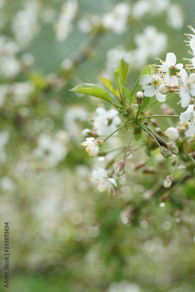 White flowers of a cherry tree White flowers of a cherry tree
