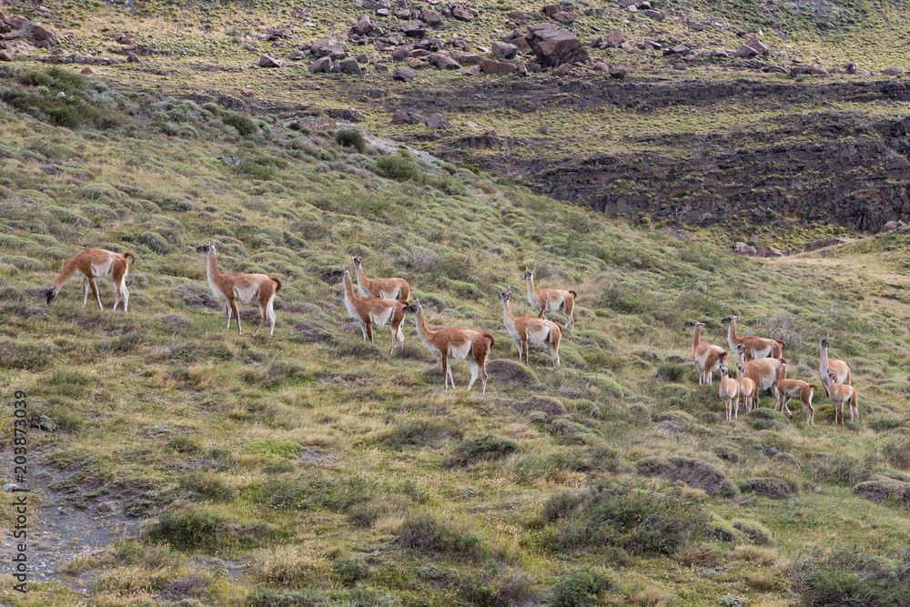 Field of Guanacos Torres del Paine Field of Guanacos Torres del Paine