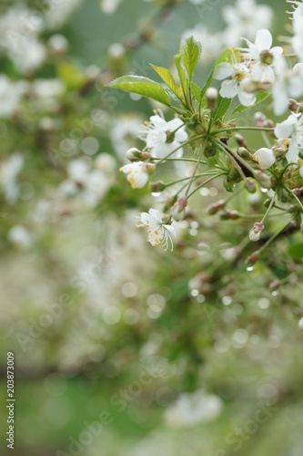 White flowers of a cherry tree