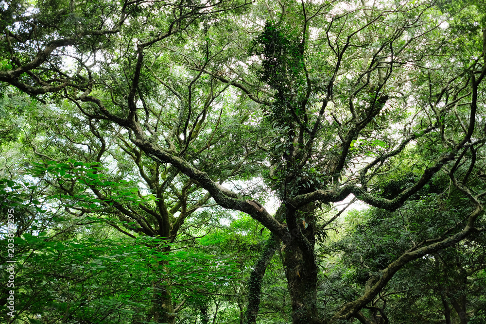 Bijarim Forest. The Largest Single Species Forest in the World. Jeju, Korea. Bijarim Forest. The Largest Single Species Forest in the World. Jeju, Korea.