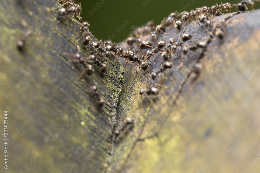 Close up of an army of tropical ants on wooden surface 