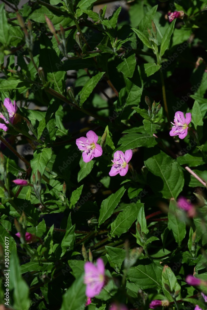 Pink evening primrose Pink evening primrose