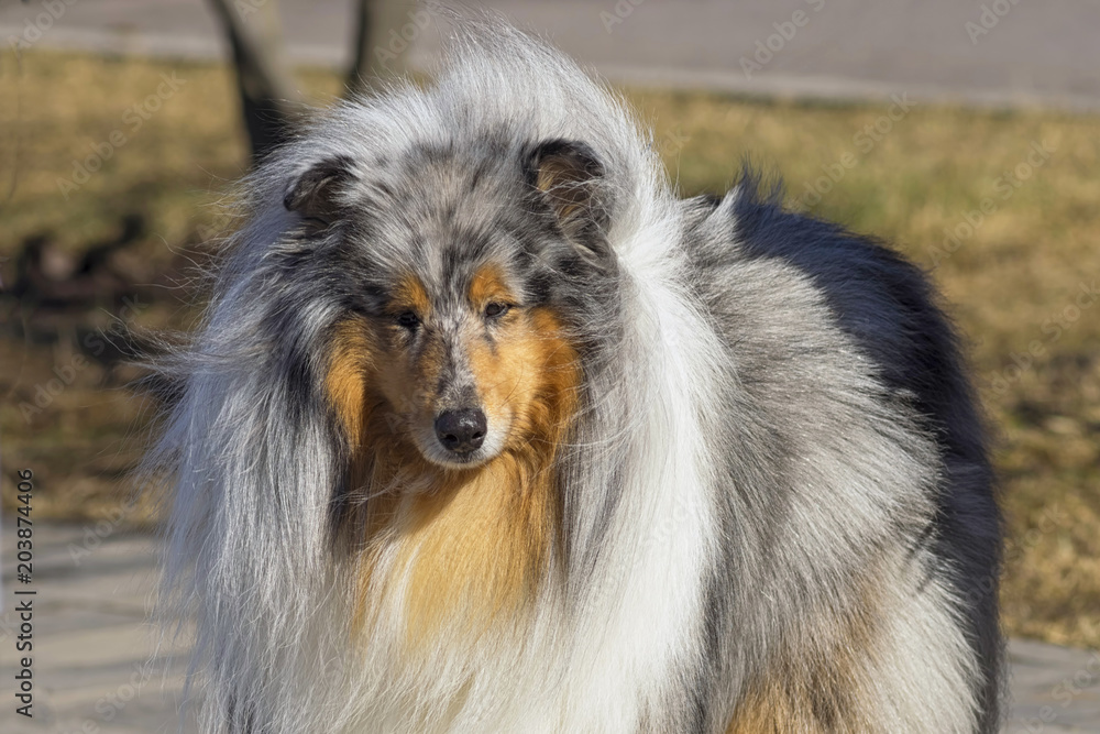 Collie Dog with long fluffy hair and a pointed muzzle Close-up