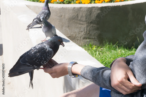 male hand is feeding sparrows and a dove sits beside . photo