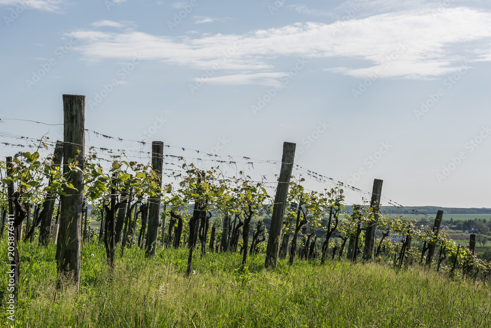 Weingarten auf Hügel 