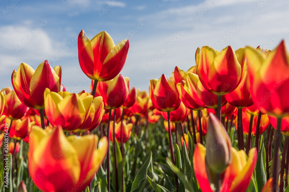 Cheerful red with yellow tulips in a field during spring on a sunny day