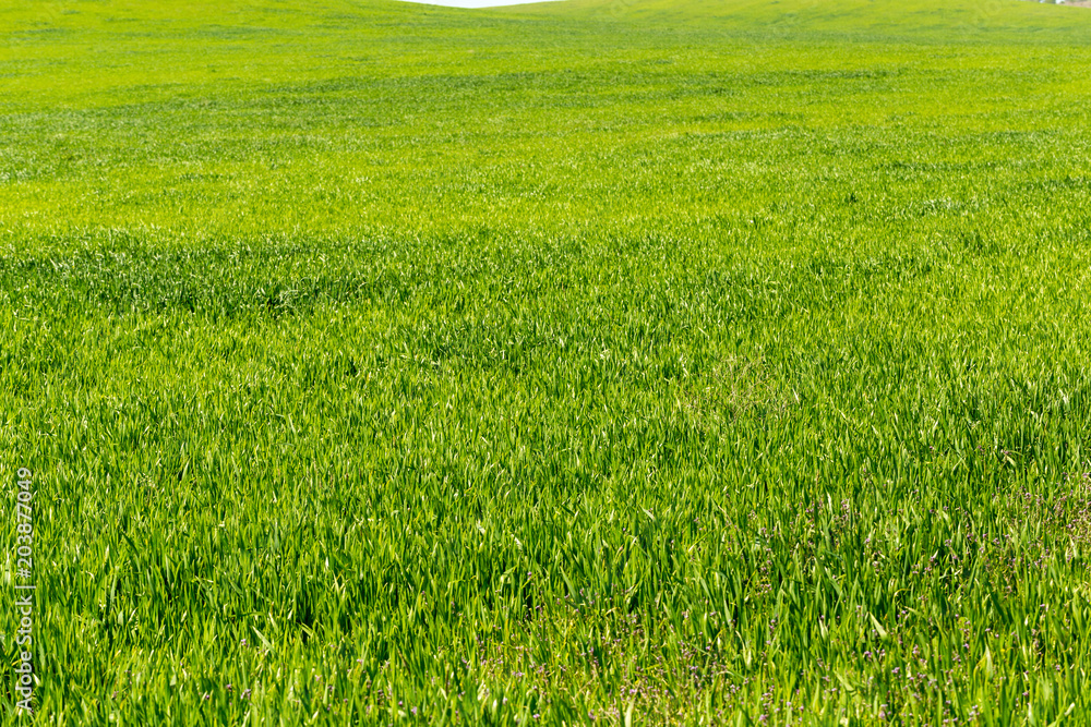 beautiful Green field beautiful Green field