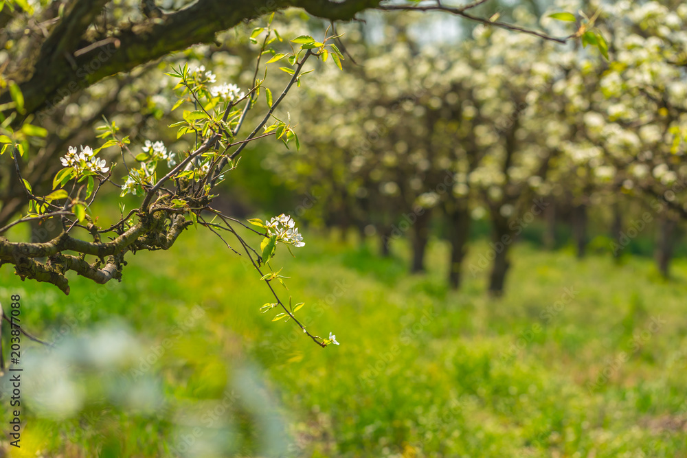 Fototapeta premium apple garden with blossoming trees