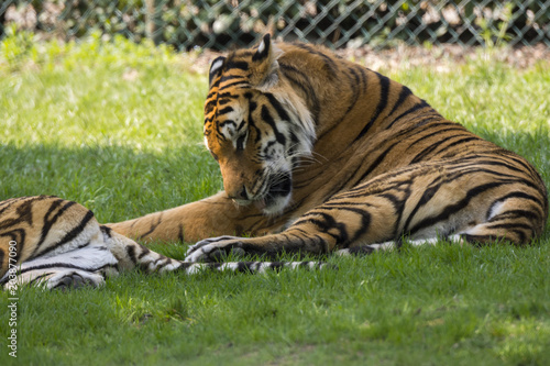 Fototapeta Naklejka Na Ścianę i Meble -  tiger on the grass in a safari zoo in Italy