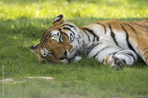 Fototapeta Naklejka Na Ścianę i Meble -  tiger on the grass in a safari zoo in Italy