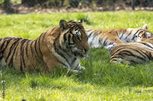 Fototapeta Naklejka Na Ścianę i Meble -  tiger on the grass in a safari zoo in Italy