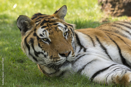 Fototapeta Naklejka Na Ścianę i Meble -  tiger on the grass in a safari zoo in Italy