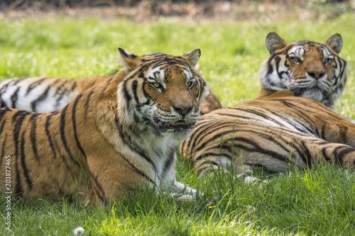 Fototapeta Naklejka Na Ścianę i Meble -  tiger on the grass in a safari zoo in Italy