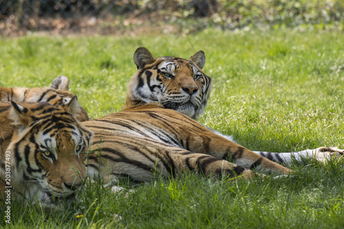 Fototapeta Naklejka Na Ścianę i Meble -  tiger on the grass in a safari zoo in Italy