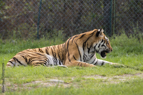 Fototapeta Naklejka Na Ścianę i Meble -  tiger on the grass in a safari zoo in Italy