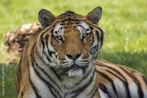 Fototapeta Naklejka Na Ścianę i Meble -  tiger on the grass in a safari zoo in Italy