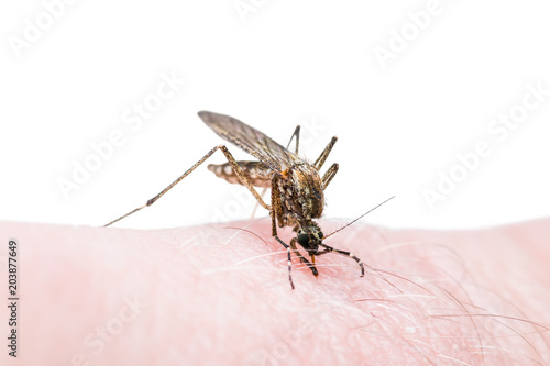 Yellow Fever, Malaria or Zika Virus Infected Mosquito Insect Bite Isolated on White © nechaevkon