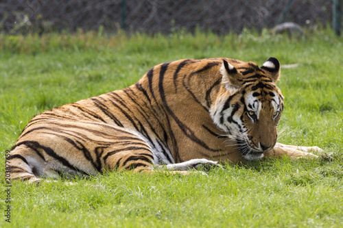 Fototapeta Naklejka Na Ścianę i Meble -  tiger on the grass in a safari zoo in Italy