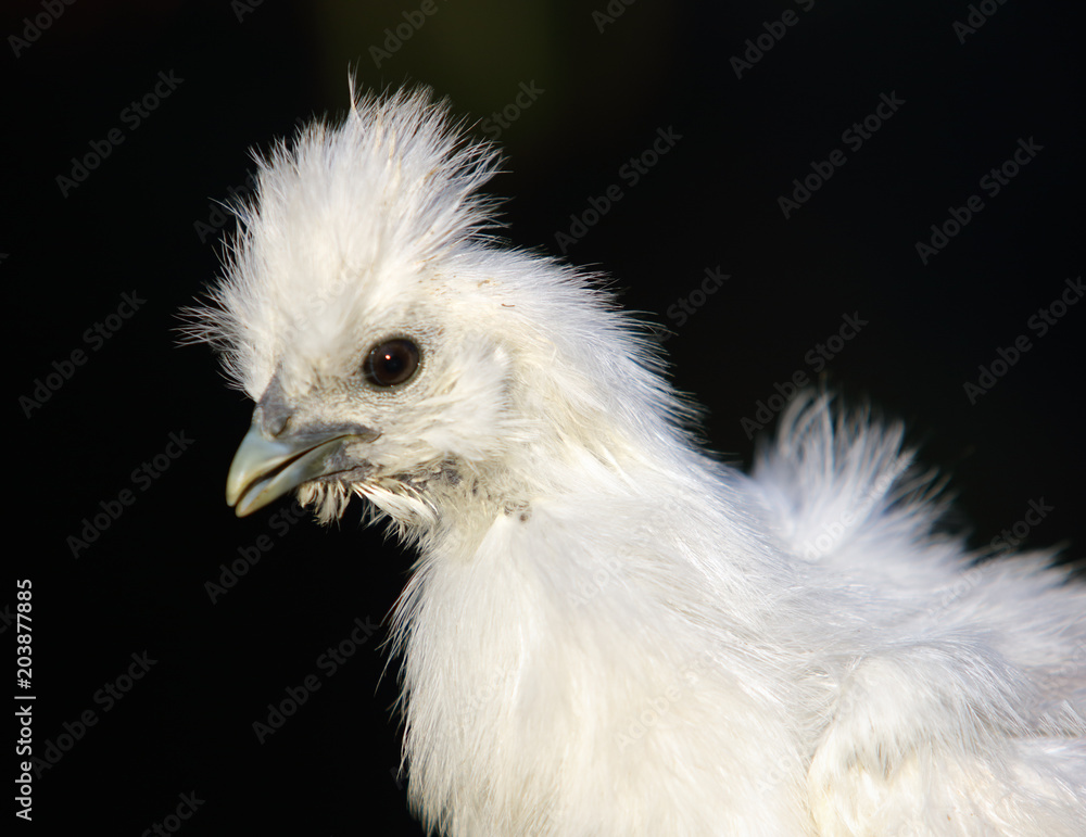 Detail of head White silk chicken Detail of head White silk chicken