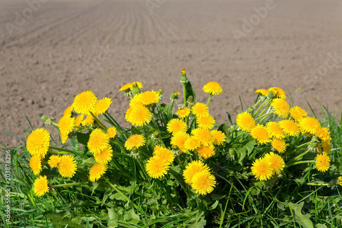 Fototapeta Naklejka Na Ścianę i Meble -  Group of flowering dandelions near sandy field