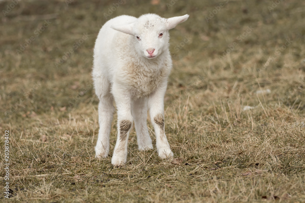 A little sheep is standing in the meadow A little sheep is standing in the meadow