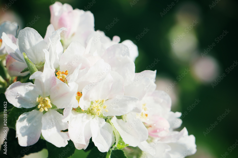 Obraz premium Apfelbaumblüten im Garten