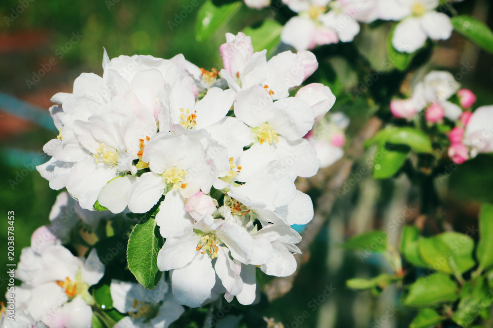 Apfelbaumblüten mit Regentropfen Apfelbaumblüten mit Regentropfen