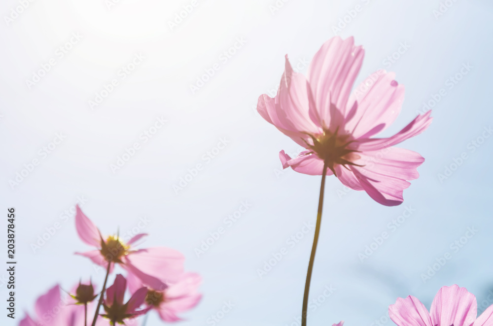 cosmos flowers swaying in the breeze