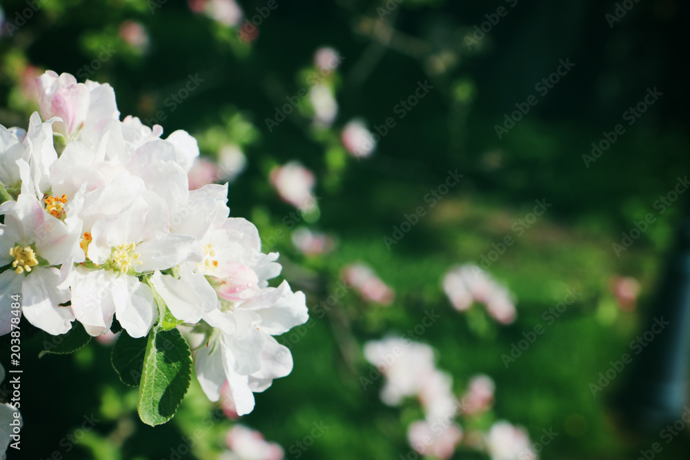 Fototapeta premium Apfelbaumblüten im Garten
